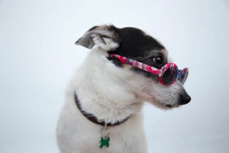 Perro con gafas para ver en color o blanco y negro