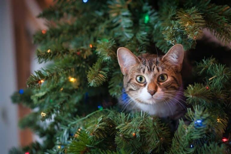 Plantas tóxicas para perros y gatos en Navidad