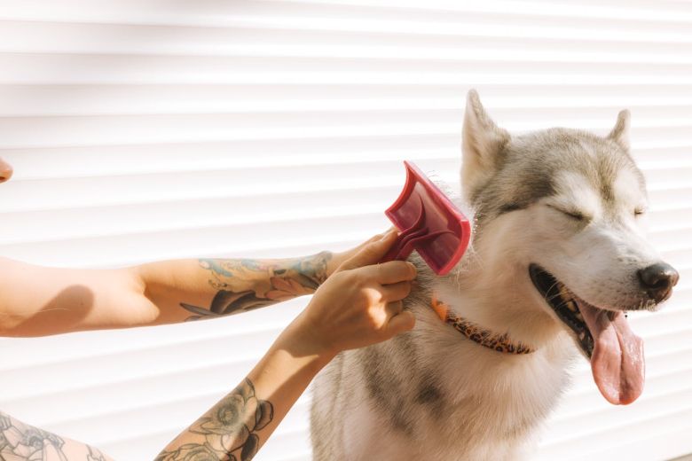 Cepillando a un perro que suelta pelo