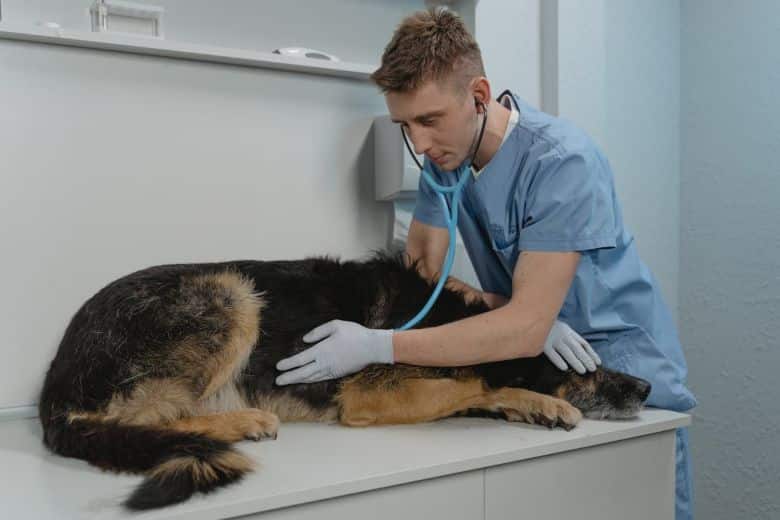 Veterinario en consulta con perro torsion gastrica